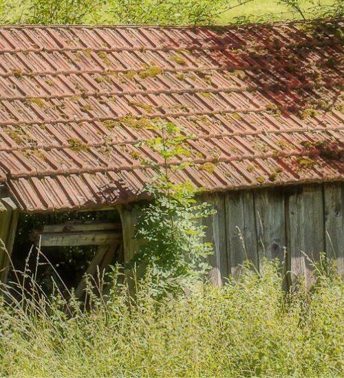 Old shed in tall grass